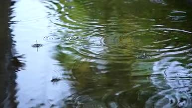 小溪流中水从树叶上滴下视频的预览图